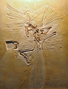 Archaeopteryx lithographica (Cast of London Specimen)