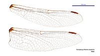 Archaeosynthemis orientalis male wings (34921497311)