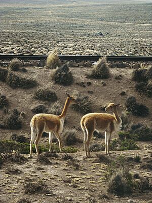 Arequipa - Canyon de Colca 199 - Copie vigogne