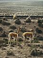 Arequipa - Canyon de Colca 199 - Copie vigogne