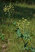 Asclepias amplexicaulis Arkansas.jpg