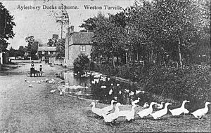 Aylesbury ducks at home, Weston Turville