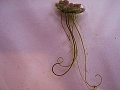 Single Azolla filiculoides plant showing the roots