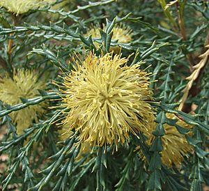 Banksia polycephala.jpg