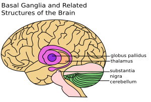 Basal Ganglia and Related Structures