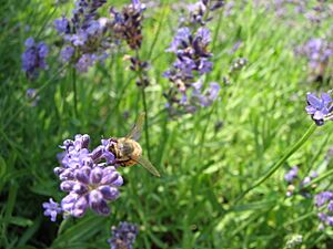 Bee at bard college garden