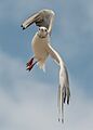 Black-Headed Gull in flight 140810 1