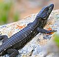 Black Girdled Lizard (Cordylus niger) (32796586262)