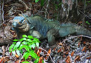 Blue Iguana on Wilderness Trail at QEII Botanic Park