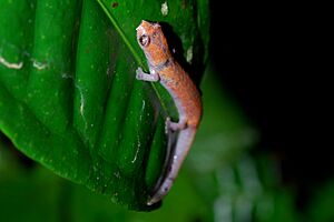 Bolitoglossa altamazonica (Yasuni).jpg