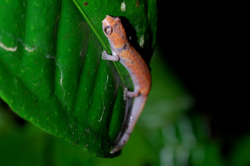 Bolitoglossa altamazonica (Yasuni)