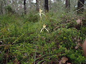 Caladenia busselliana 01
