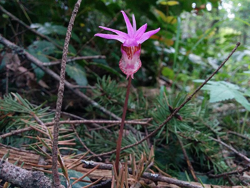 Calypso bulbosa, Fairy Slipper