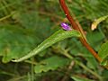 Campanulaceae - Campanula glomerata-4