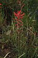 Castilleja subinclusa 7806