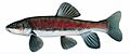 Catostomus warnerensis illustration