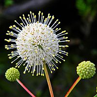 Cephalanthus occidentalis-Buttonbush