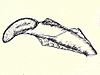 Coleophora leucochrysella case