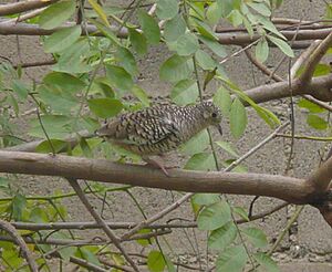 Columbina squammata ridgwayi