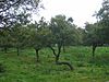 Damson orchard, Ashford Bowdler. - geograph.org.uk - 53068.jpg