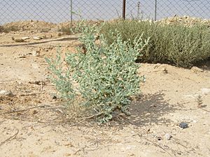Desert bush 1.JPG
