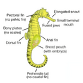 Diagram of a pregnant male seahorse