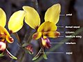 Diuris (labelled)