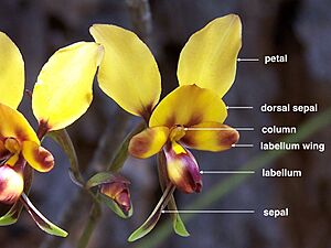 Diuris (labelled)