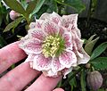 Double white hellebore with pink spotting