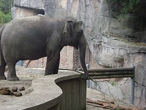 Elephant at Audubon Zoo