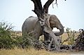 Elephant scratching on a tree