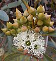 Eucalyptus diversifolia buds