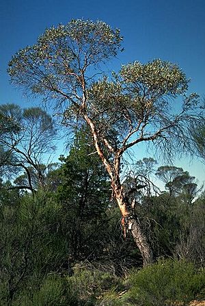 Eucalyptus oldfieldii.jpg