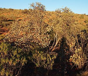 Eucalyptus sessilis.jpg