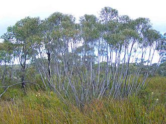 Eucalyptus stricta - Woodford