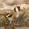 European goldfinch (Carduelis carduelis parva)
