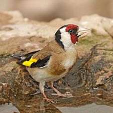 European goldfinch (Carduelis carduelis parva)