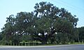 FL Volusia Oak03