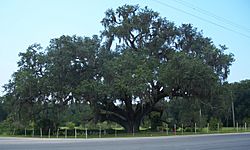 Historic oak near the St. Johns River