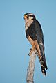 Falcão De Coleira Aplomado Falcon Falco Femoralis (45602460)