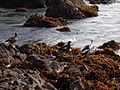 Family of Kelp Geese
