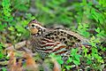 Female Bobwhite Quail (50957718876)