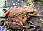 Flickr - Oregon Department of Fish & Wildlife - redlegged frog vandebergh odfw