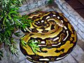 FluffySnake