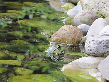 Frog in Japanese Garden Guelph Arboretum