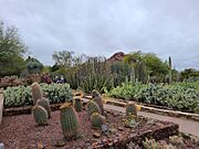 Great Variety of Cacti at the Desert Botanical Garden