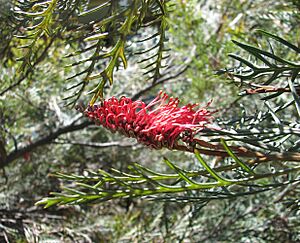 Grevillea Red Hooks