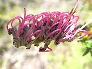 Grevillea acanthifolia.jpg