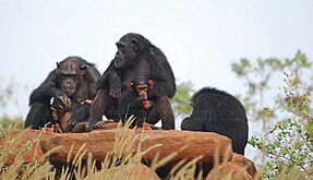 Group of Chimpanzee