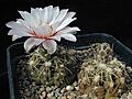 Gymnocalycium amerhauseri1MAWI